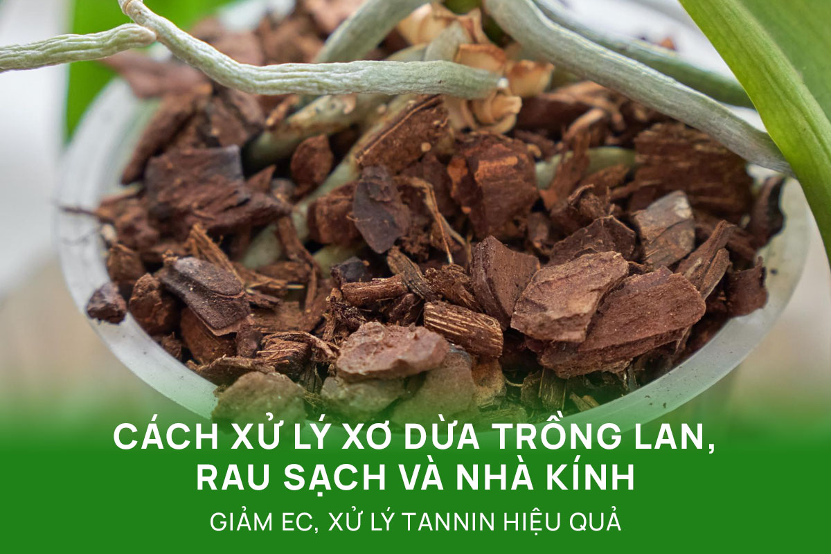 Cách xử lý xơ dừa trồng lan, rau sạch và nhà kính: Giảm EC, xử lý tannin hiệu quả