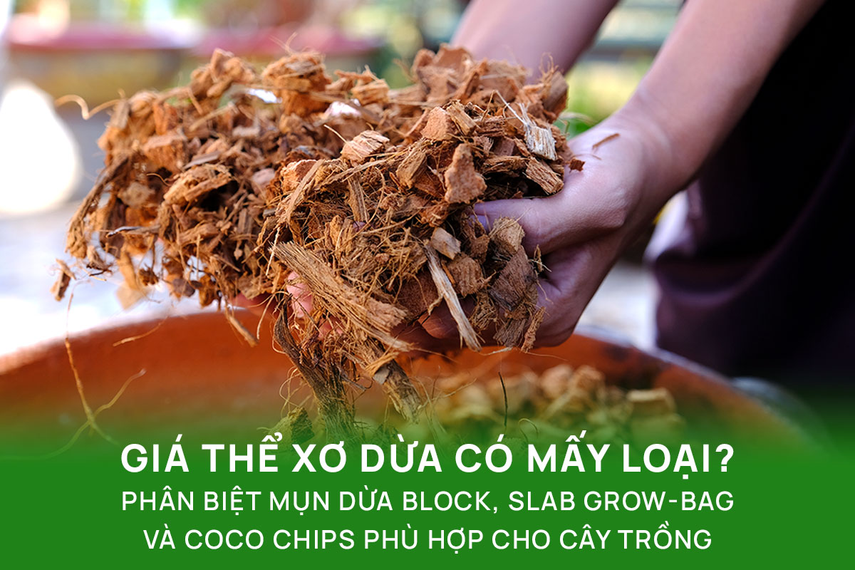 Giá thể xơ dừa có mấy loại? Phân biệt mụn dừa block, slab grow-bag và coco chips phù hợp cho cây trồng
