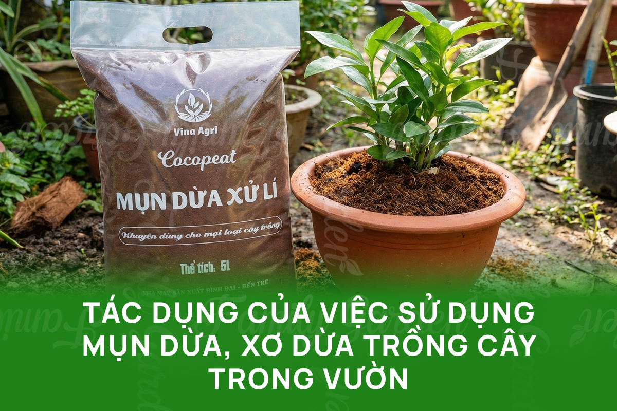 Tác dụng của việc sử dụng mụn dừa, xơ dừa trồng cây trong vườn