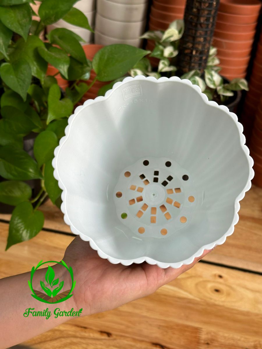 Ảnh chụp lòng chậu nhựa hoa mai Thakico - Trắng - Size 15x13cm | Độc quyền Family Garden