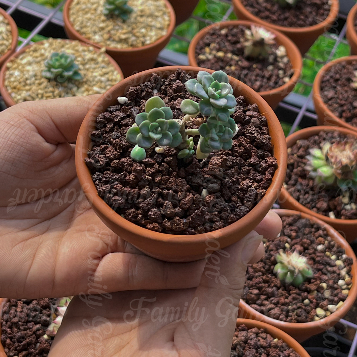 Túi 1kg đá nham thạch lava đỏ/đen size 3-6mm