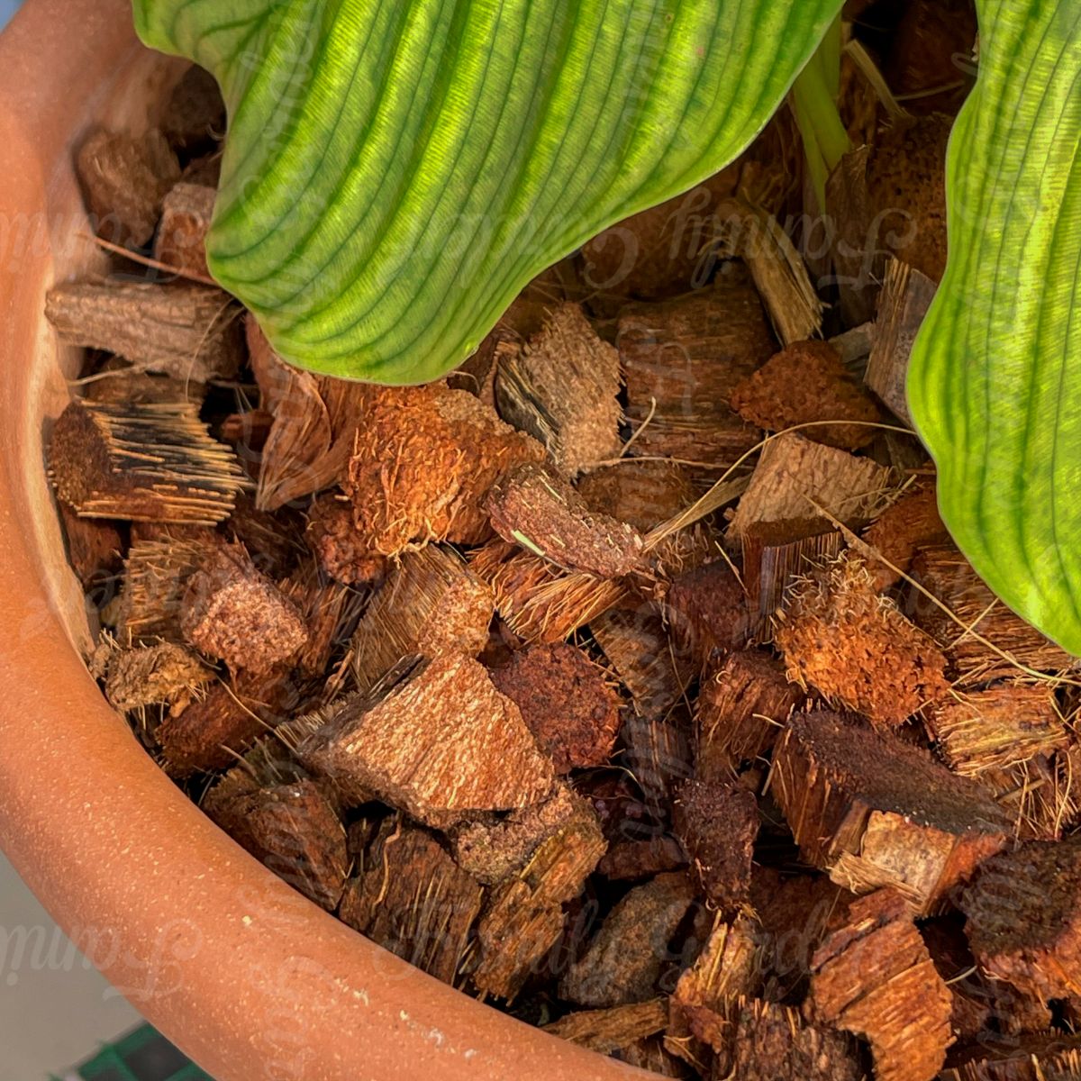 Ảnh thực tế vỏ dừa cắt, xơ dừa cục ứng dụng trong nông nghiệp