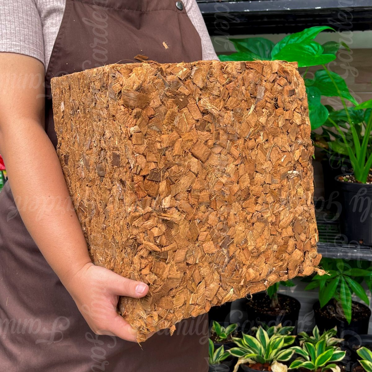 Độ dày viên nén vỏ dừa cắt 5Kg nhà Family Garden