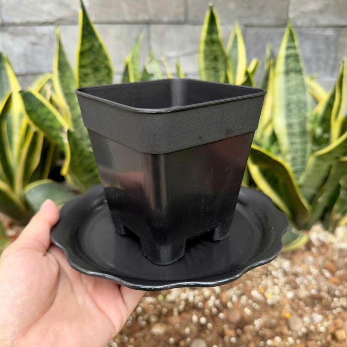 Dĩa nhựa bèo tạo điểm nhấn thẩm mỹ, tăng vẻ sang trọng cho chậu cây