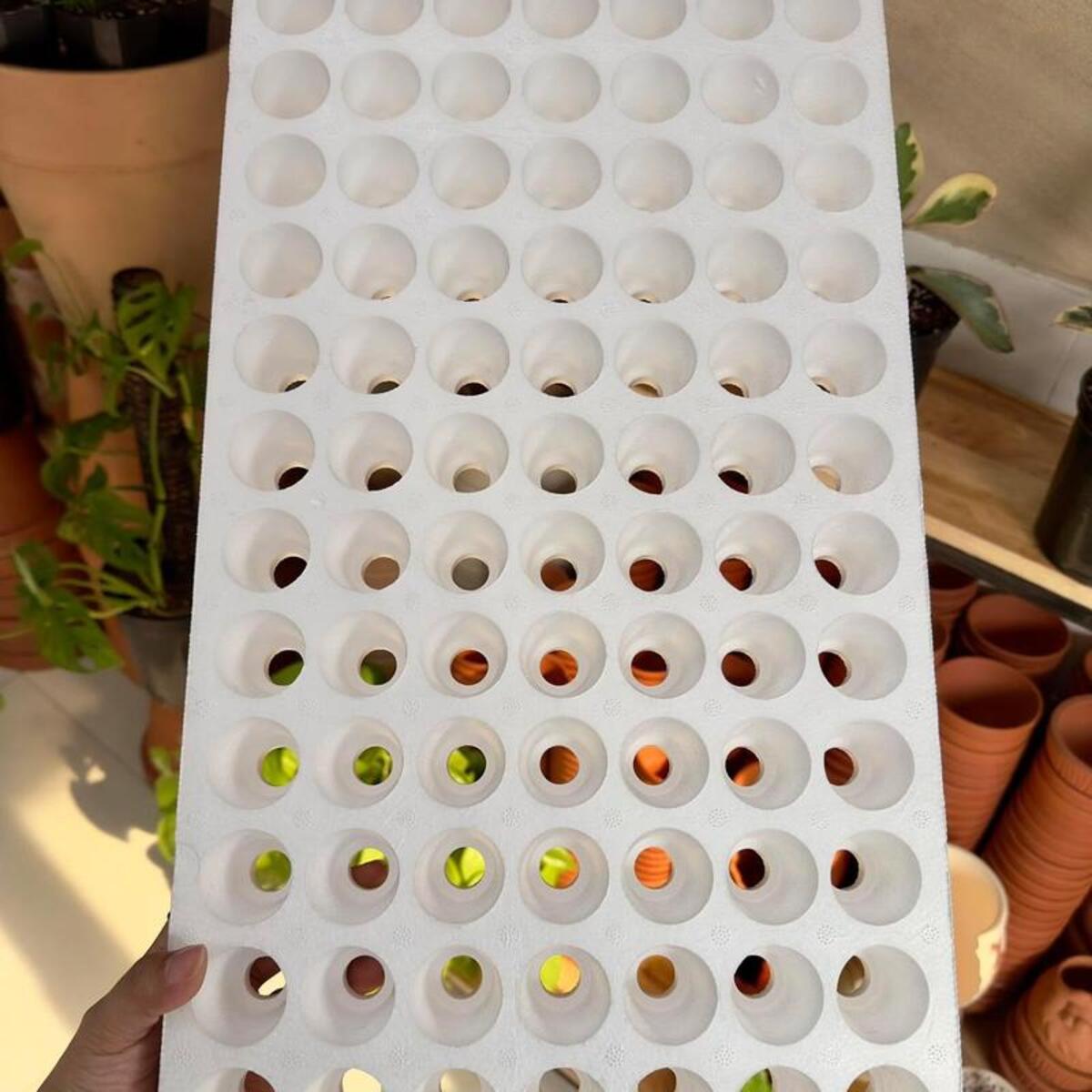 Khay xốp ươm hạt đóng vai trò quan trọng trong nông nghiệp