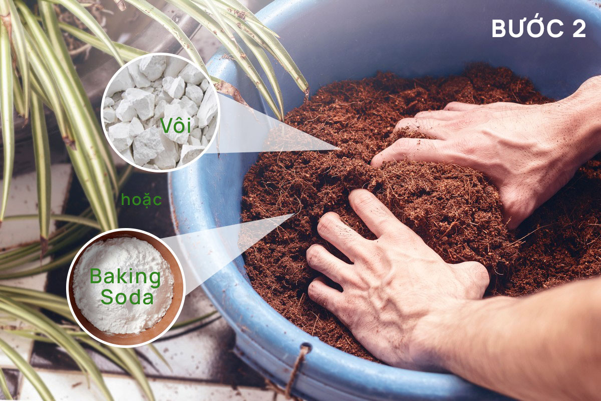 Bước 2 ngâm nước vôi để loại bỏ Tannin