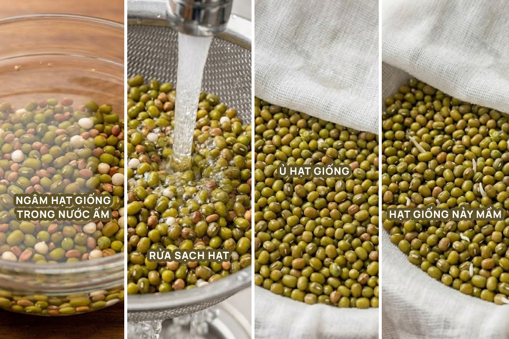 Cách ngâm và ủ hạt giống đúng kỹ thuật để nhanh nảy mầm