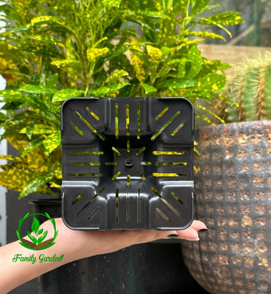 Ảnh thực tế chụp đáy chậu nhựa đen Thakico - Vuông - Size trung thông dụng 14x19cm | Độc quyền Family Garden