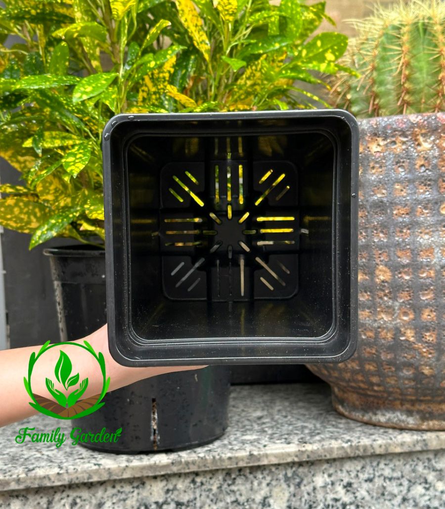 Ảnh thực tế chụp lòng chậu nhựa đen Thakico - Vuông - Size trung 14x19cm | Độc quyền Family Garden