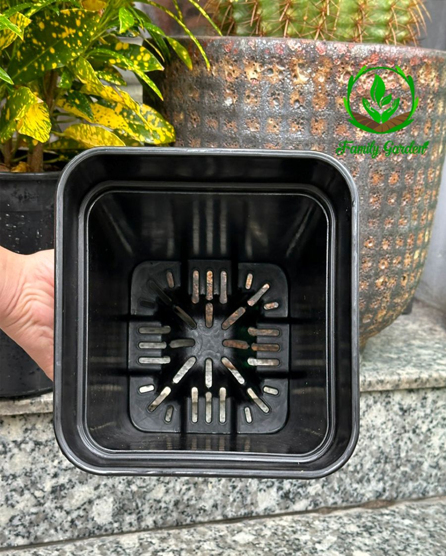 Ảnh thực tế chụp lòng chậu nhựa đen Thakico - Vuông - Size trung 18x23cm | Độc quyền Family Garden