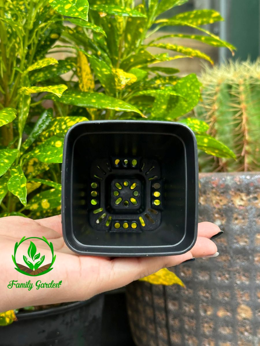 Ảnh thực tế chụp lòng chậu nhựa đen Thakico - Vuông - Size nhỏ 7x8cm | Độc quyền Family Garden