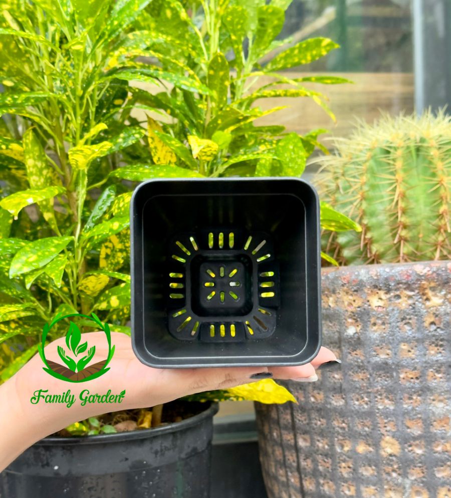 Ảnh thực tế chụp lòng chậu nhựa đen Thakico - Vuông - Size nhỏ 9x10cm | Độc quyền Family Garden