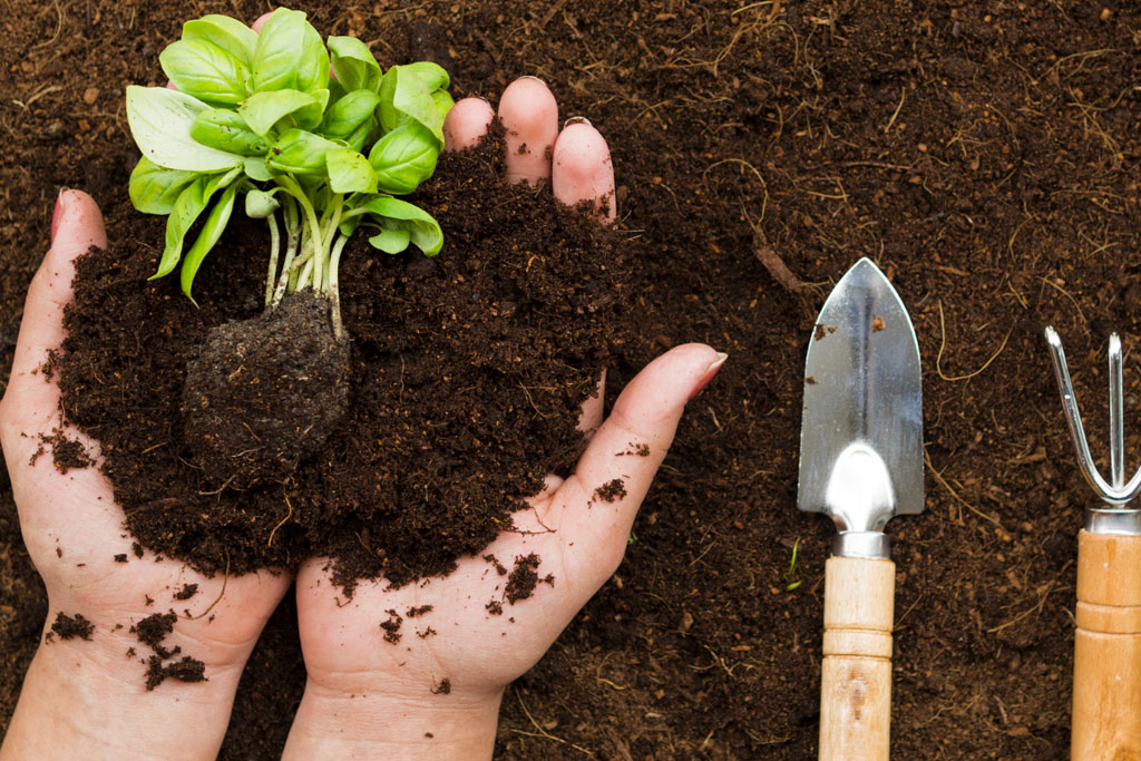 Mô hình ươm giống - cây con