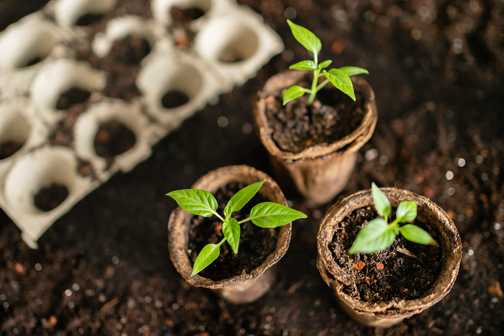 Giá thể xơ mụn dừa trở thành giải pháp tối ưu cho các chủ vườn, nhà kính