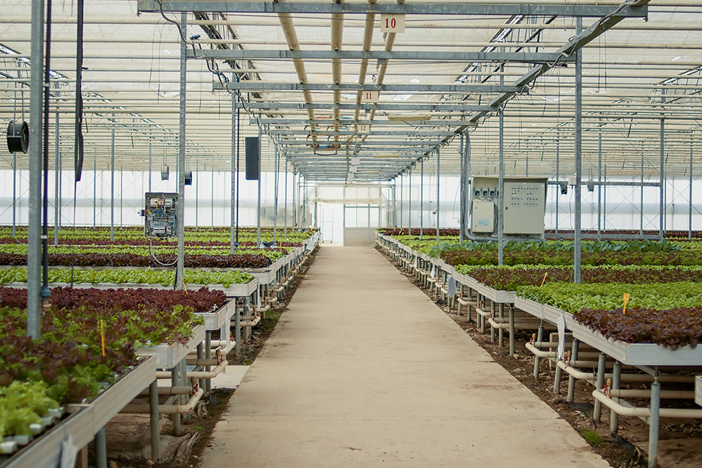 Trồng thủy canh trong nhà màng tại Lâm Đồng
