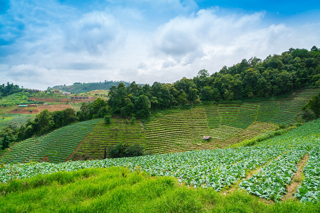 Ruộng bậc thang được bà con nông dân canh tác nông nghiệp theo tự nhiên