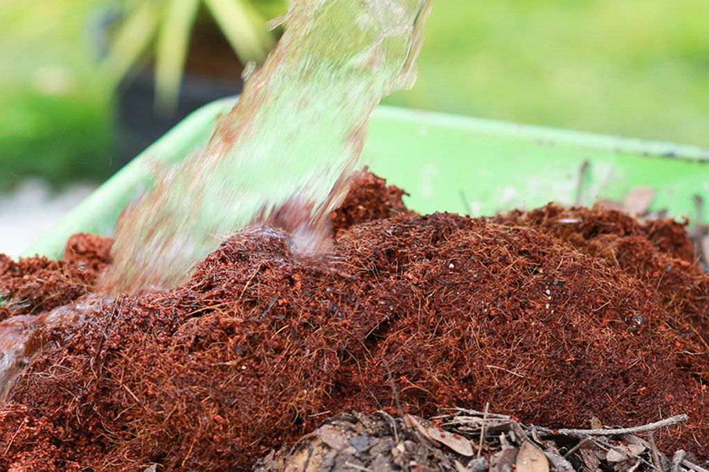 Mụn dừa chưa xử lý thường có màu nâu đậm, đỏ sậm hoặc nâu đen