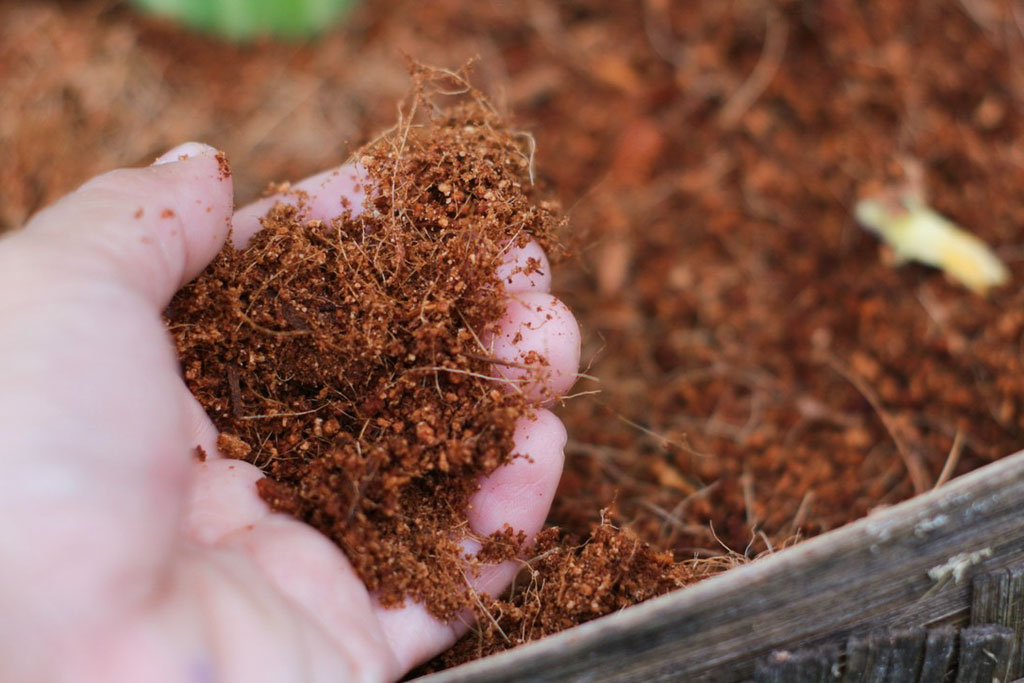 Mụn xơ dừa chưa xử lý thường ẩm ướt, hơi dính tay