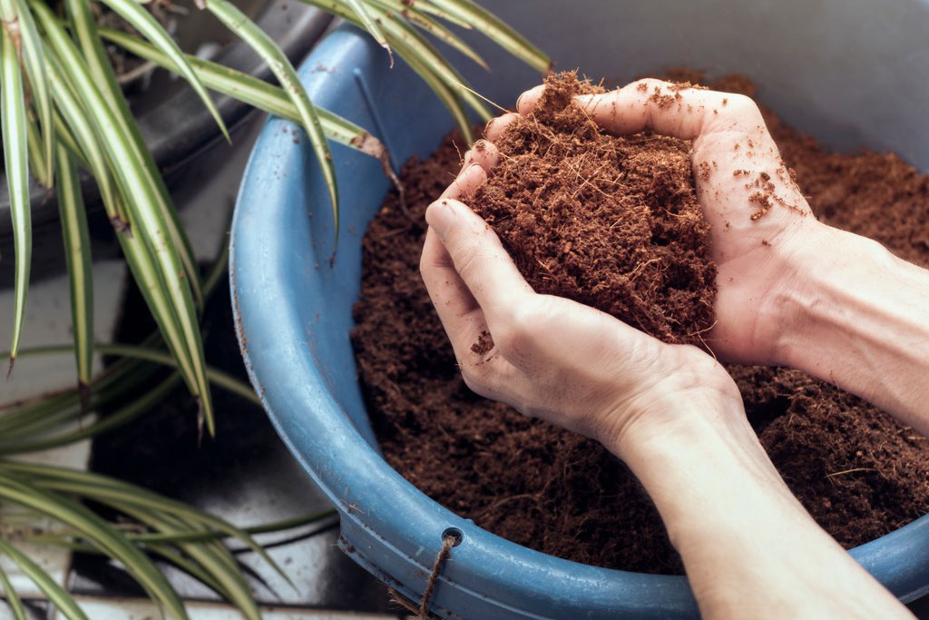 Giá thể xơ dừa là giá thể hữu cơ được sản xuất từ vỏ dừa già khô