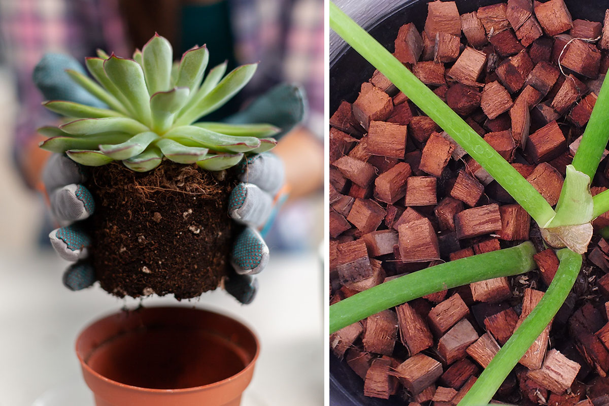 Giá thể xơ dừa trồng hoa, cây cảnh, sen đá, cây giống