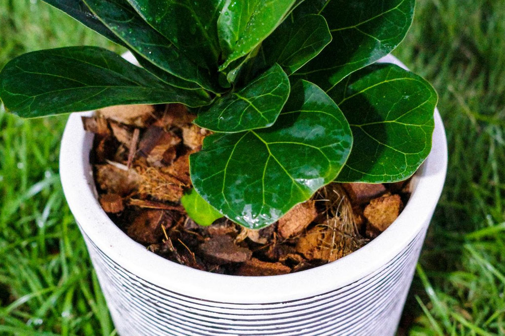 Mô hình trồng hoa - cây cảnh