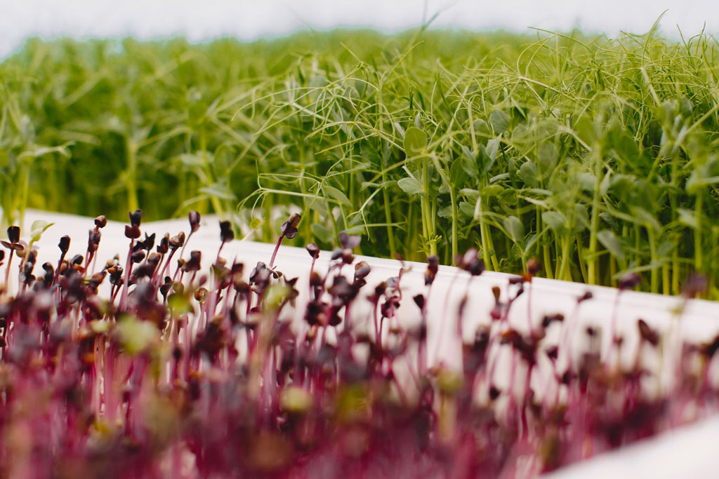 Mô hình trồng rau sạch