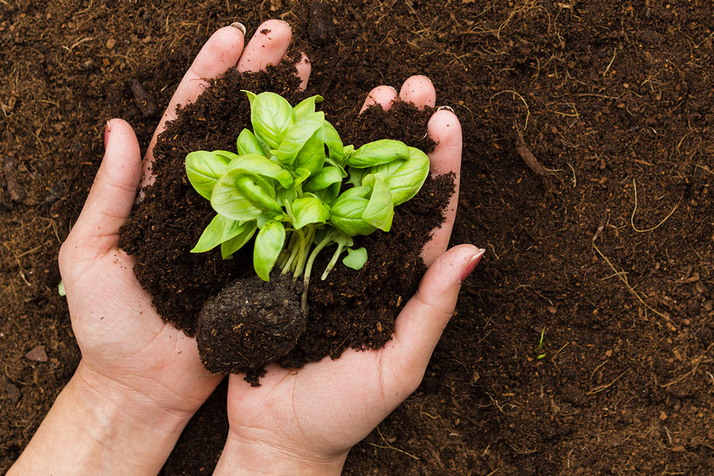 Vì sao cần kiểm tra mụn dừa đã qua xử lý hay chưa?