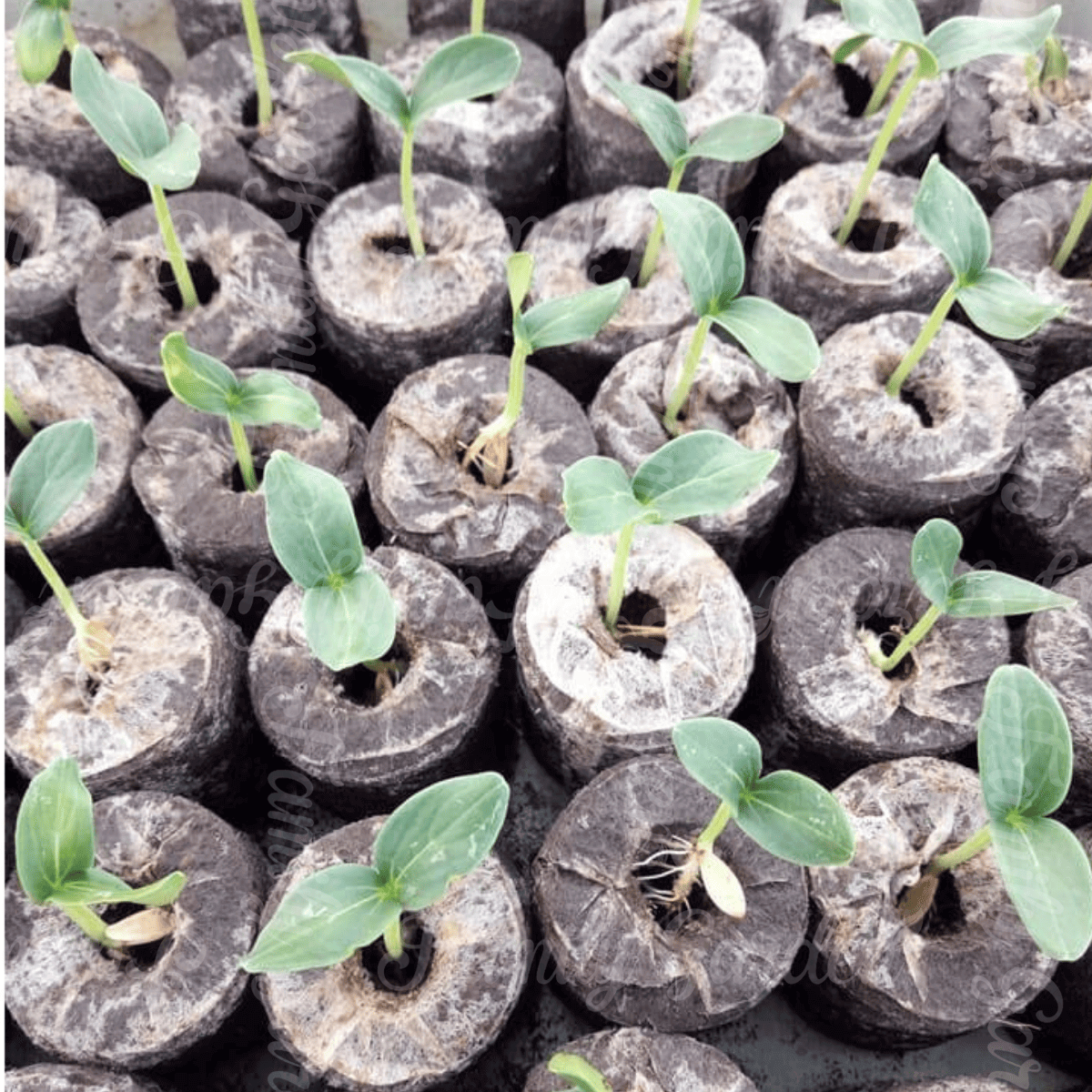 Ứng dụng viên ươm giống 