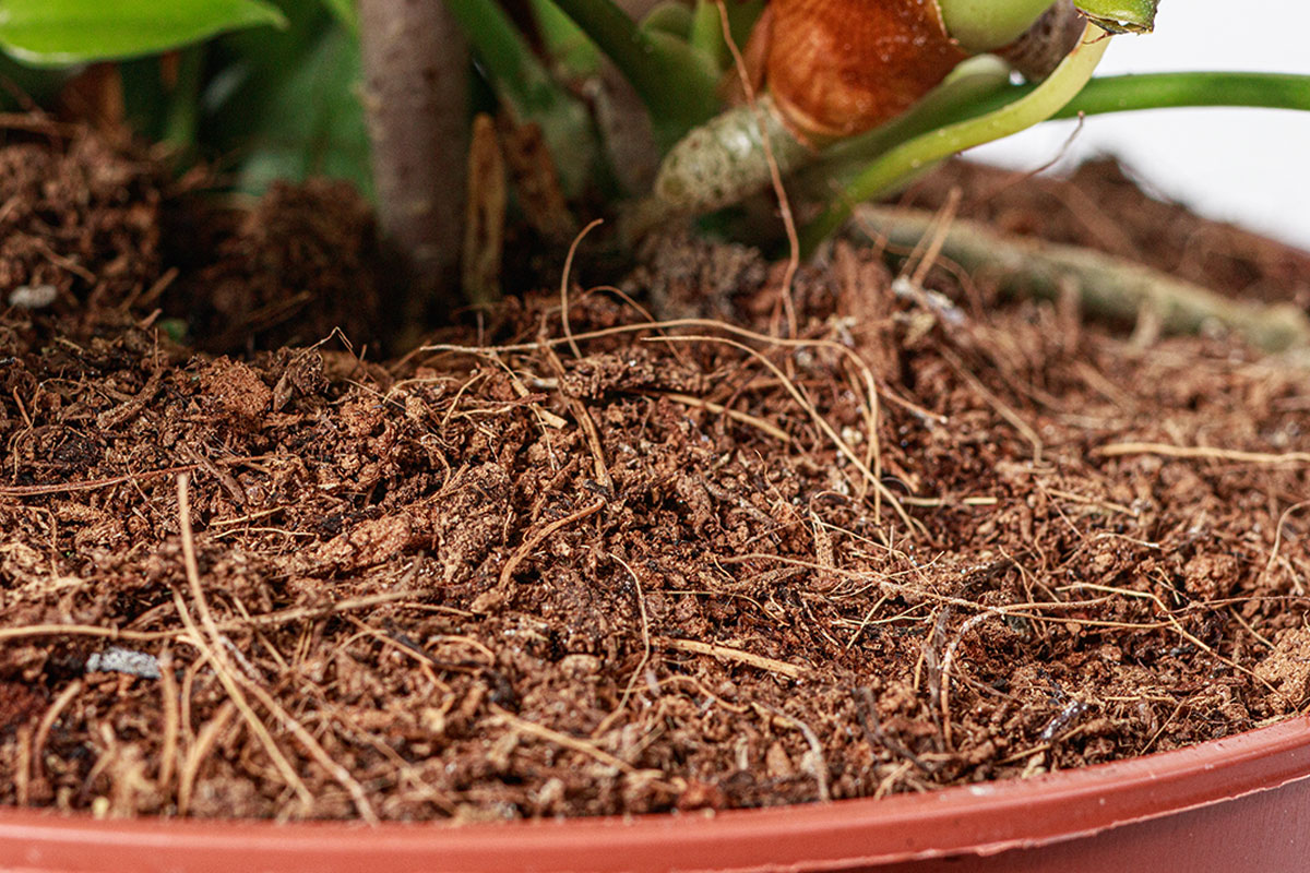 Sử dụng xơ dừa đã xử lý thay đất trồng