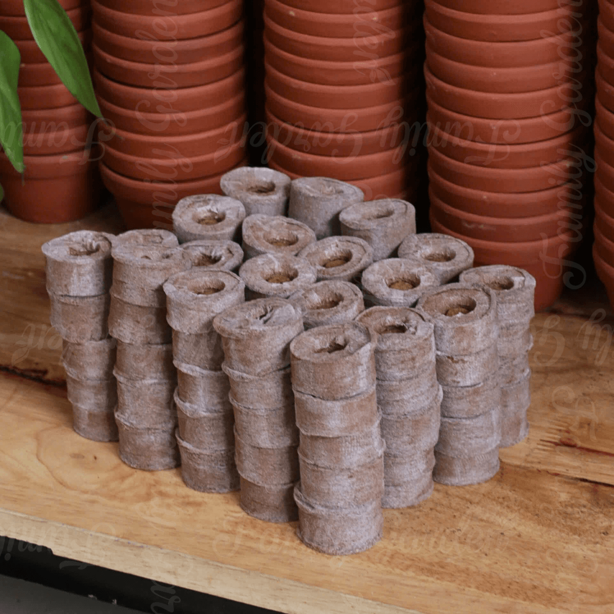 viên ươm hạt giống 