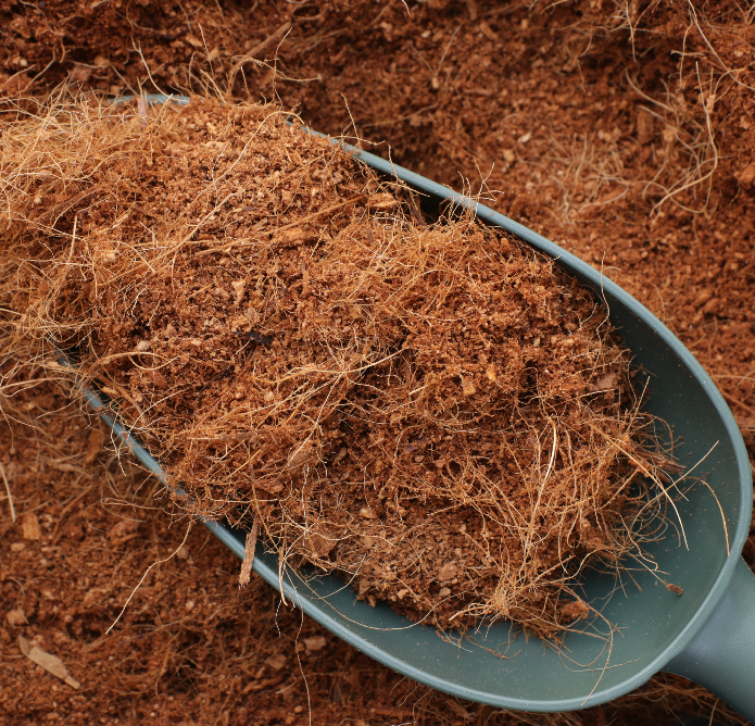 Giá thể xơ mụn dừa đã qua xử lý chất chát gây hại